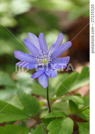 冰川的花 27235520