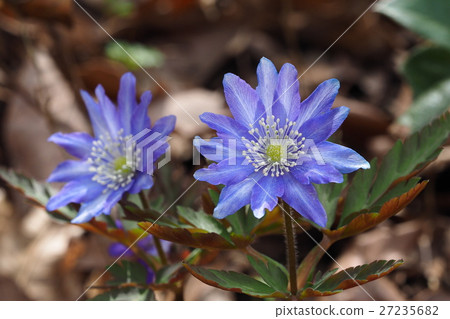 Flower of a glacier Flower of a glacier 27235682