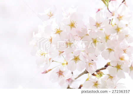 Cherry Blossoms Cherry Blossoms 27236357