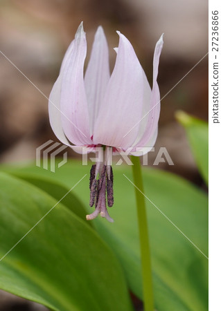 螢火蟲之花（白化病品種） 27236866