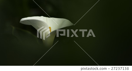 廠 27237138