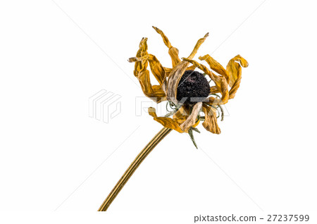 dried artichoke flowers dried artichoke flowers 27237599