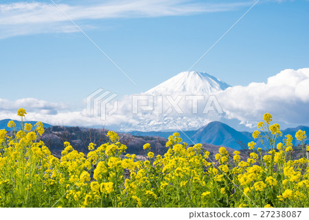 Azumayama Park Nanohana and Mt. Fuji 27238087