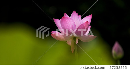 Plant Plant 27238233