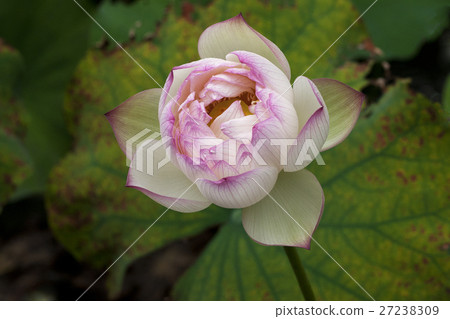 Plant Plant 27238309