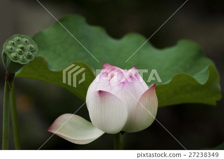 Plant Plant 27238349