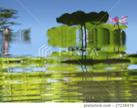 Plant Plant 27238478