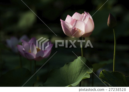 Plant Plant 27238528