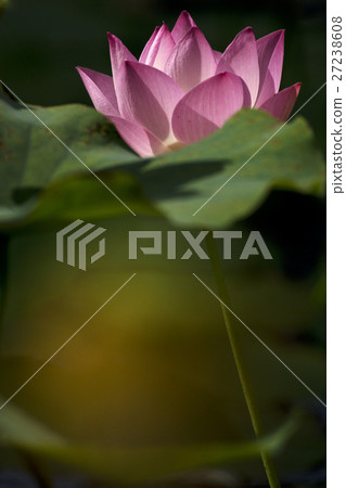 Plant 27238608