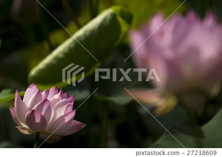 Plant 27238609