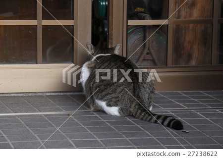 Peeping into the restaurant, stray cats 27238622