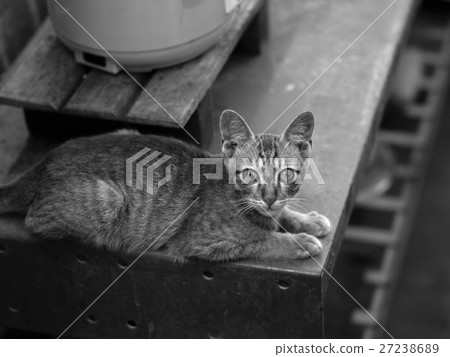 CAT LOOKING AT CAMERA CAT LOOKING AT CAMERA 27238689