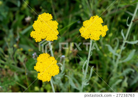Yarrow Achillea Filipendulina Flower Detail 27238763