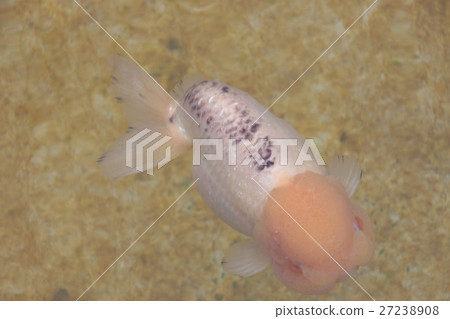Mizumoto Park(Ranchu)的金魚 Mizumoto Park(Ranchu)的金魚 27238908
