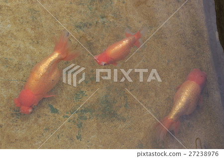 Mizumoto Park（Hanafusa）的金魚 27238976