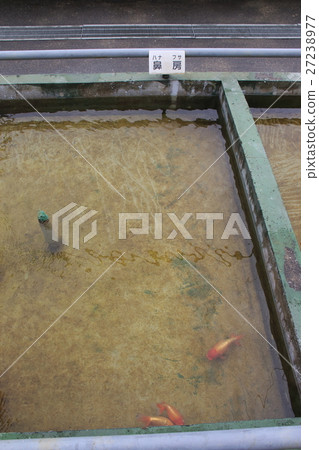 Goldfish in Mizumoto Park (Hanafusa) Goldfish in Mizumoto Park (Hanafusa) 27238977