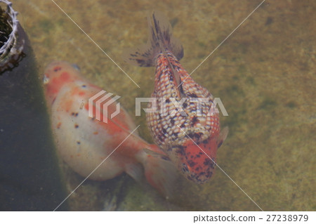 Mizumoto Park(Ping Pong Pearl)的金魚 Mizumoto Park(Ping Pong Pearl)的金魚 27238979