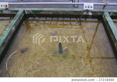Mizumoto Park(Ping Pong Pearl)的金魚 Mizumoto Park(Ping Pong Pearl)的金魚 27238980