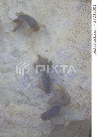 Mizumoto Park（Seven Gyo）的金魚 27239001
