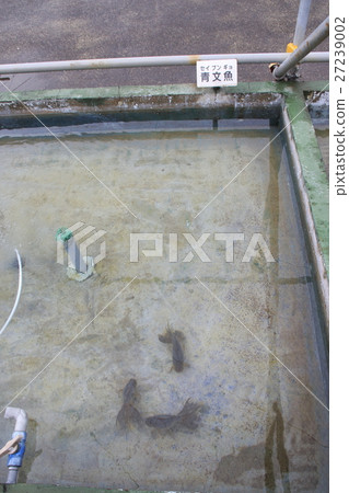 Mizumoto Park(Seven Gyo)的金魚 Mizumoto Park(Seven Gyo)的金魚 27239002