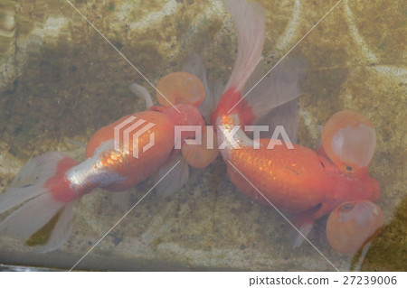 Goldfish in Suigumiya Park (sweet gum) 27239006