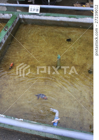 Mizumoto Park（Ednishiki）的金魚 27239012