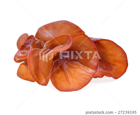 ear mushroom on white background 27239195