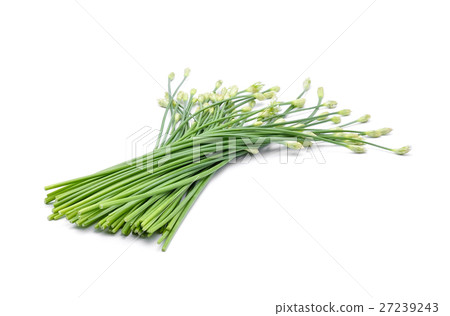 Chinese chives on white background 27239243