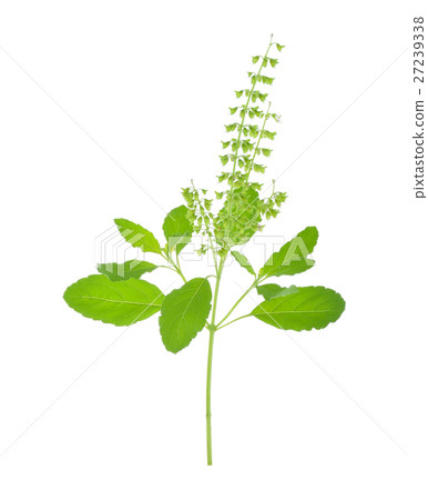 Basil flower on a white background 27239338
