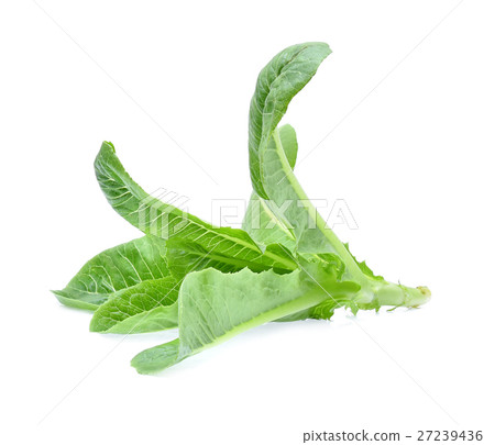 Green cos lettuce on white Background. Green cos lettuce on white Background. 27239436