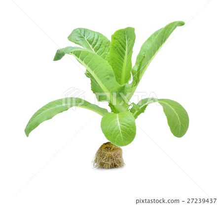 Fresh Cos Lettuce Isolated on White Background Fresh Cos Lettuce Isolated on White Background 27239437