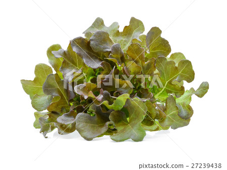 Red oak lettuce on white background. 27239438