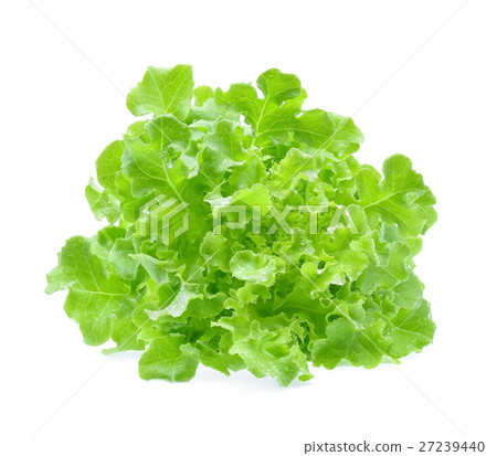 Green oak lettuce with water drops 27239440