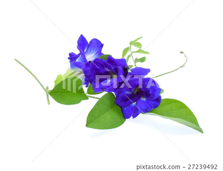 Butterfly Pea flower on white background Butterfly Pea flower on white background 27239492