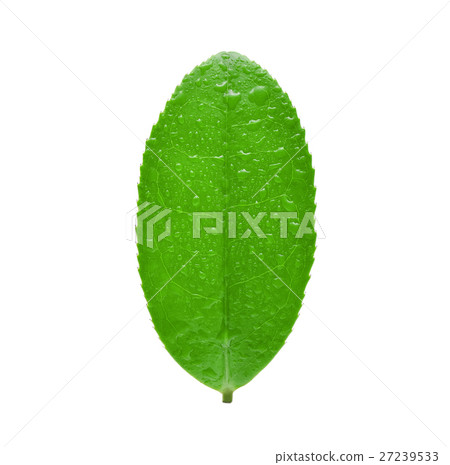 leaves Fresh green tea with drops of water leaves Fresh green tea with drops of water 27239533