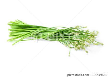 Wet Chinese chives on white background. 27239612