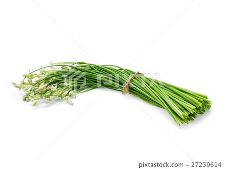 fresh chinese chives isolated on white 27239614