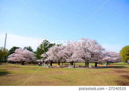 Cherry blossoms at Karigaoka Park in Nerima-ku 27240520