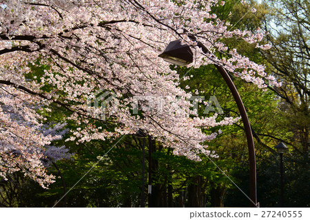 在Nerima-ku的Karigaoka公園的櫻花 27240555