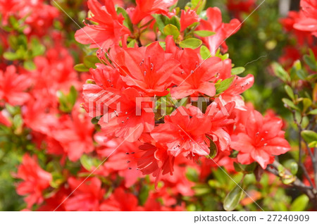 深紅杜鵑（埼玉縣深谷市） 27240909
