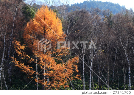 志賀高原在深秋 27241700