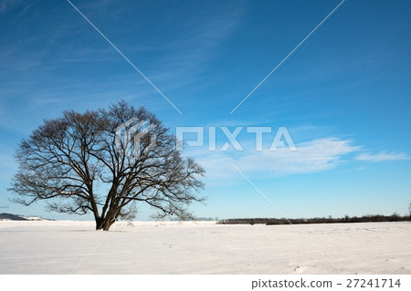 Harunire樹東大道東橫町 27241714