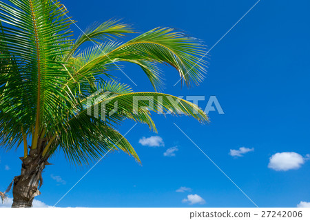 Palm tree on the sky Palm tree on the sky 27242006