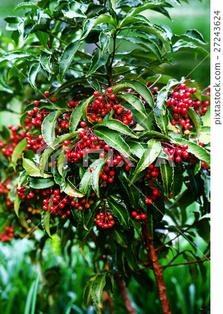 Red fruit of Manjou 27243624