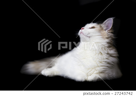 Norwegian Forest Cat Norwegian Forest Cat 27243742