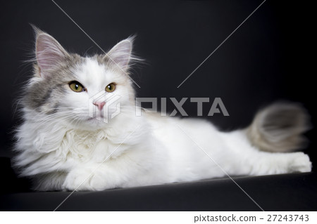 Norwegian Forest Cat - Stock Photo [27243743] - PIXTA