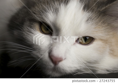 Norway Jean Forest Cat face 27243755