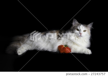 Cat and strawberry Cat and strawberry 27243757