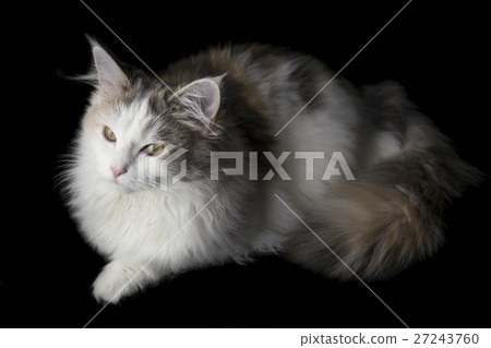 Norwegian Forest Cat Norwegian Forest Cat 27243760