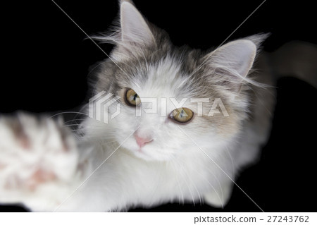 Cat punch Norway Jean Forest Cat 27243762